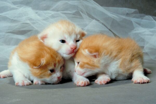 3 Week Old Kitten