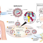 Deadly Contagion IGG